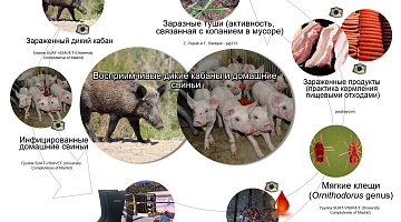Памятка населению: Африканская чума свиней